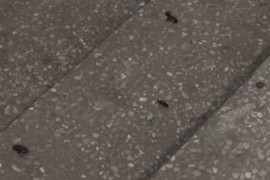 Invazija bubašvaba u Zenici: Građani u strahu, nadležni prebacuju ...