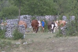 Porodica Brčić uz pomoć humanih ljudi i institucija obnovila stočni ...