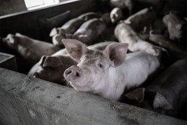 Afrička kuga svinja ne jenjava u Srbiji, najveća žarišta u Sremu i ...