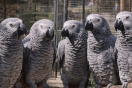 Papagaji psovali posjetioce zoo-vrta, pa se smijali svojim šalama ...