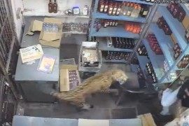 Leopard upao u prodavnicu i napao prodavača, dramatičan snimak ...