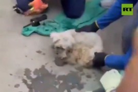 Još jedno čudo u Venecueli: Pas pronađen živ nakon 29 dana pod ruševinama (VIDEO)