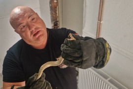 Zmijolovac izvukao poskoka iz zida kuće: Evo šta savjetuje građanima ...