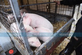 Inspektorat RS: Pojačava se nadzor prometa životinja