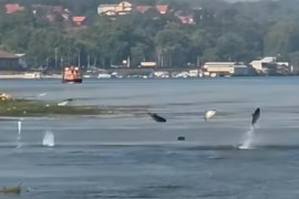 Nevjerovatan prizor na Dunavu: Ribe iskakale iz vode kao da lete (VIDEO)