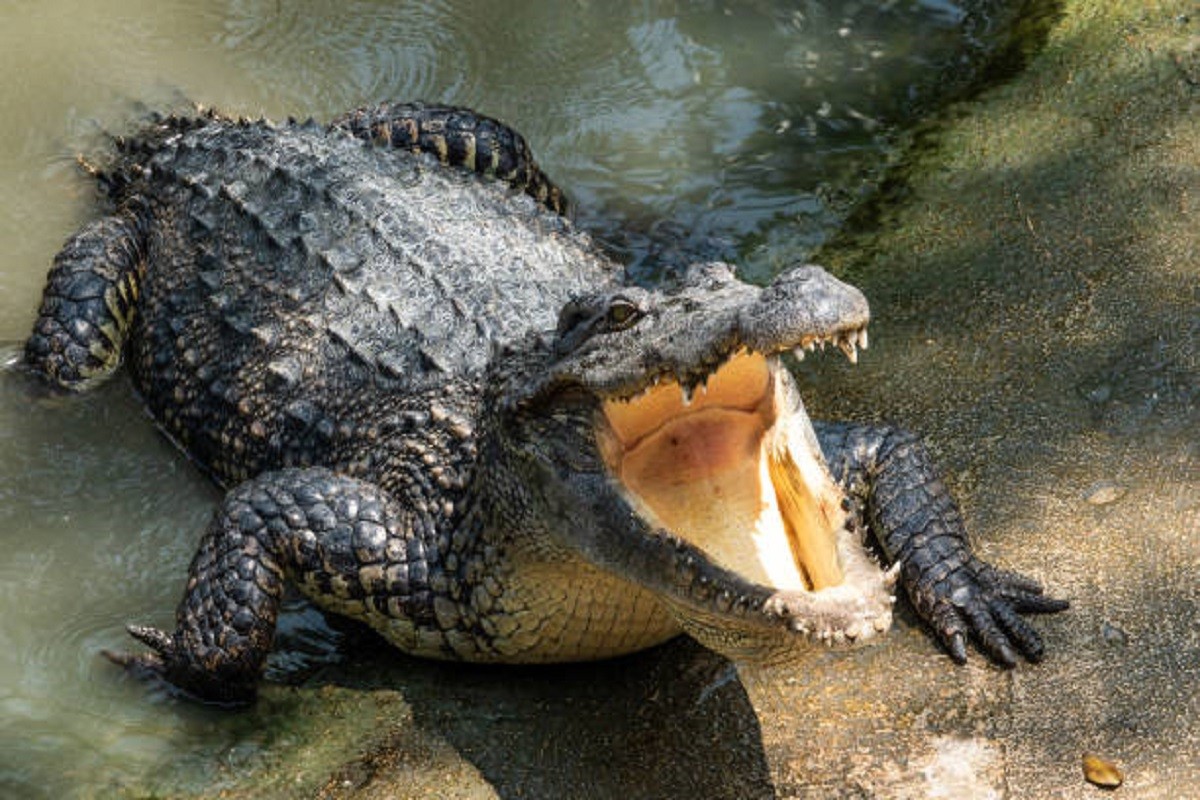 Stigle nove vijesti o dječaku koji je bačen među krokodile