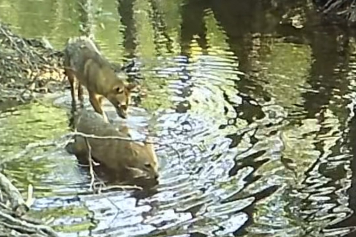 Kamere u Plitvičkim jezerima snimile zanimljiv prizor (VIDEO)