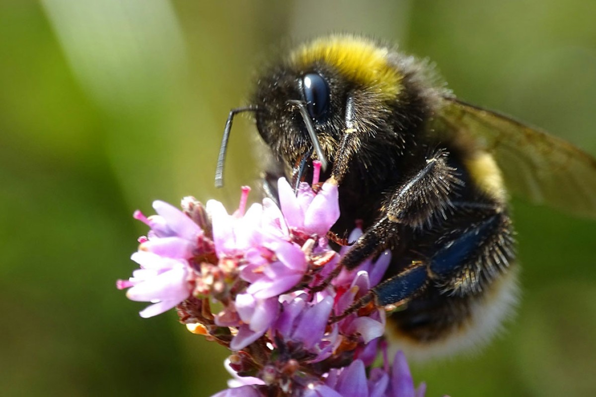 Zašto bumbari tresu glavom?
