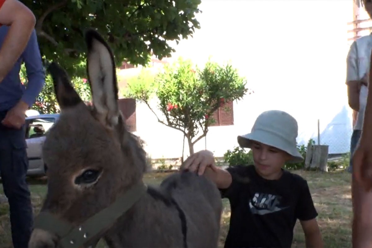 Čak 15 dječaka u malom dalmatinskom mjestu ima svog magarca (VIDEO)