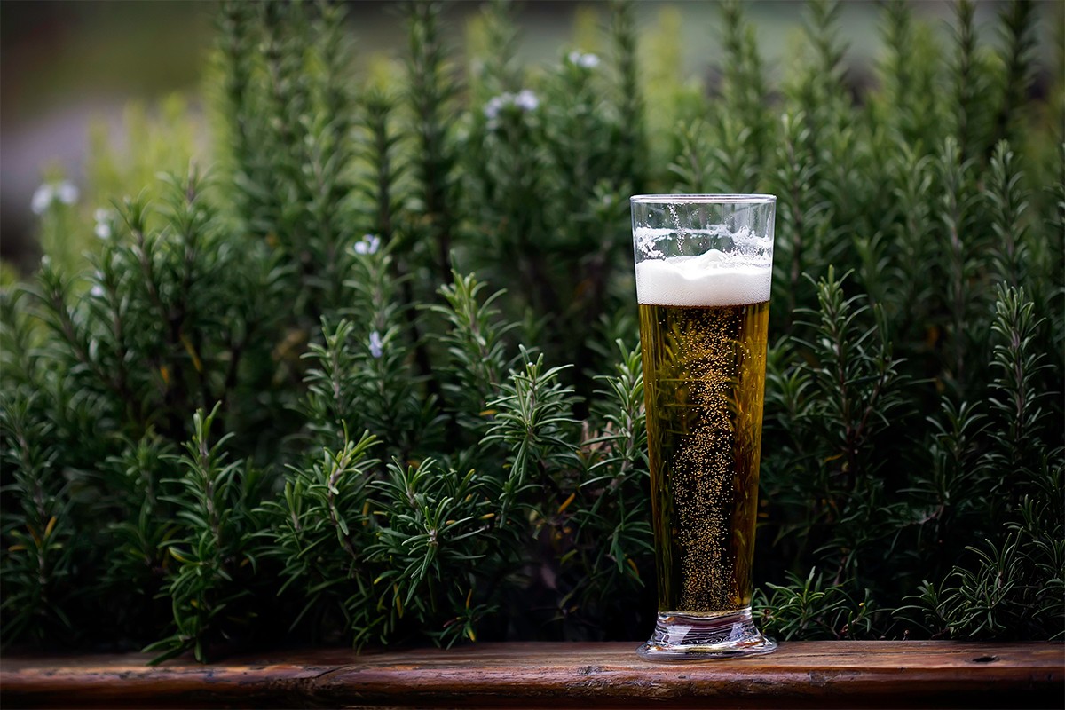Koje cvijeće voli pivo? Sipajte malo u saksiju i gledajte moćnu promjenu