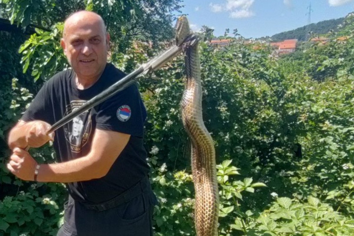 Heroj iz Trebinja opet na djelu: Uhvatio tri zmije za jedan dan (FOTO)