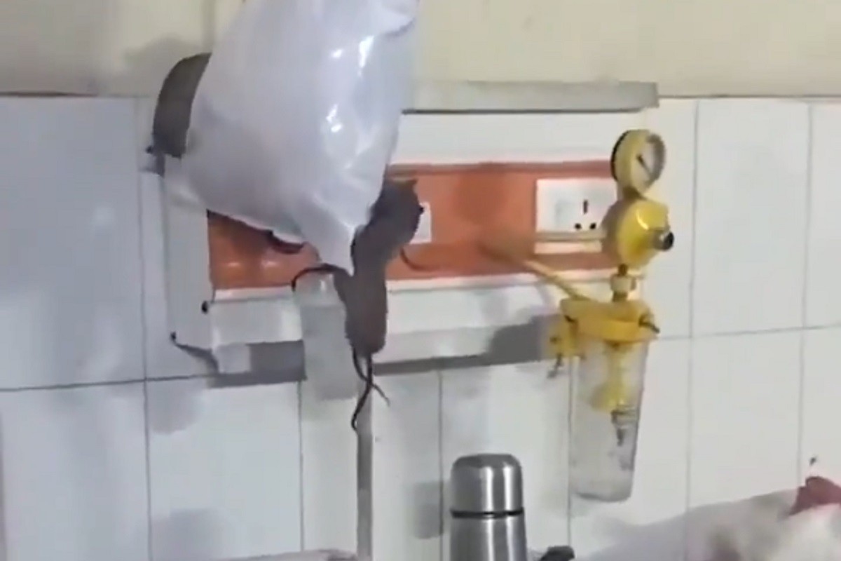Bolnica pod istragom: Pacovi hodaju iznad kreveta (VIDEO)