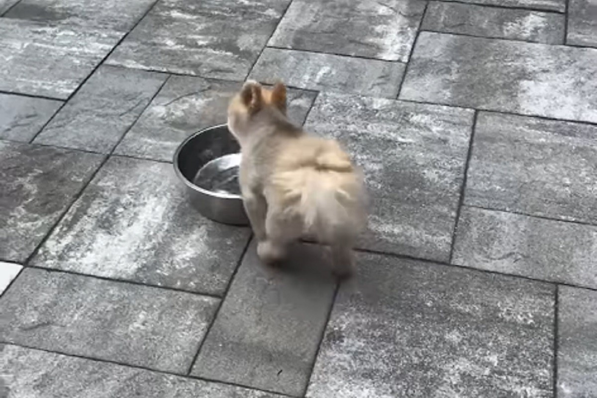 Psić postao zvijezda zbog jedne činije vode (VIDEO)
