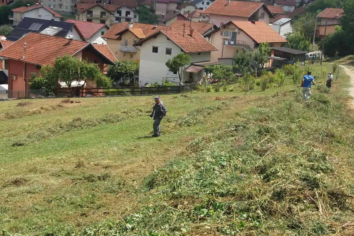 Akcija uklanjanja ambrozije u Banjaluci, građani pozvani da se uključe