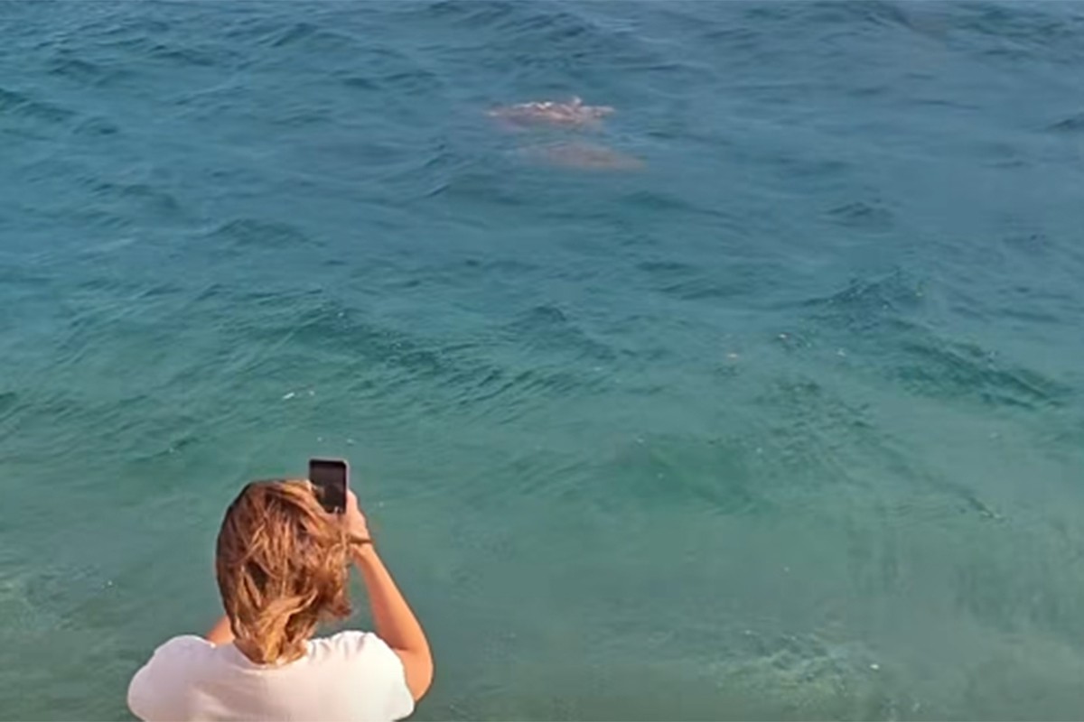 Morske kornjače doplivale do obale u Neumu i oduševile plivače (VIDEO)