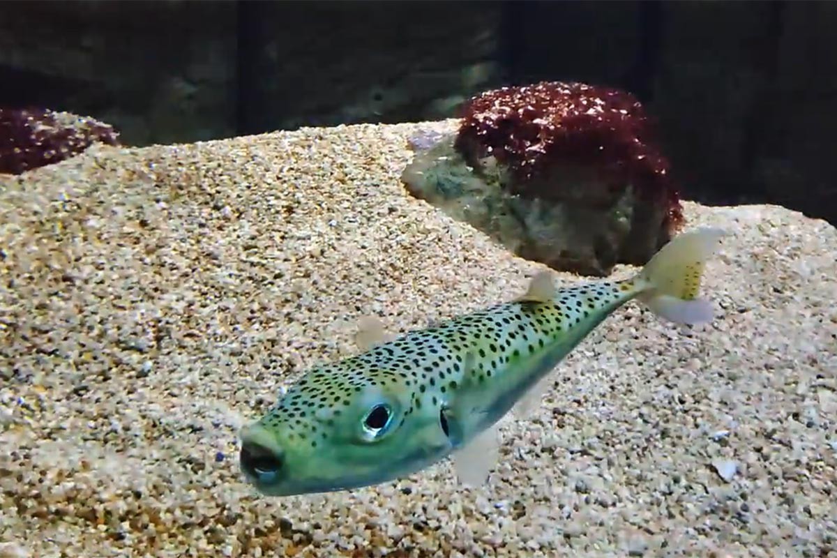 Kod obale Krita ulovljena jedna od najotrovnijih riba u Mediteranu (VIDEO)