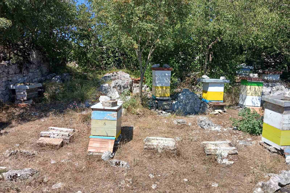 Trebinjski vatrogasci spasili pčelinjak (FOTO)