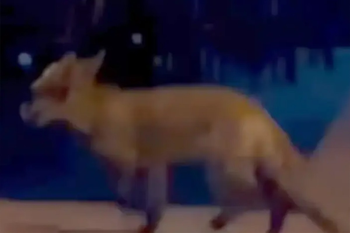 Lisica ušla u baštu kafića u Banjaluci, sve snimljeno kamerom (VIDEO)