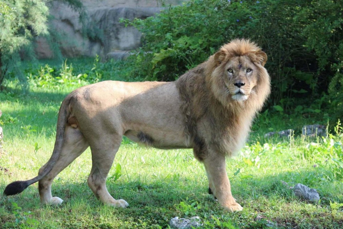 Šok u zagrebačkom ZOO-u: Lav usmrtio lavicu (VIDEO)