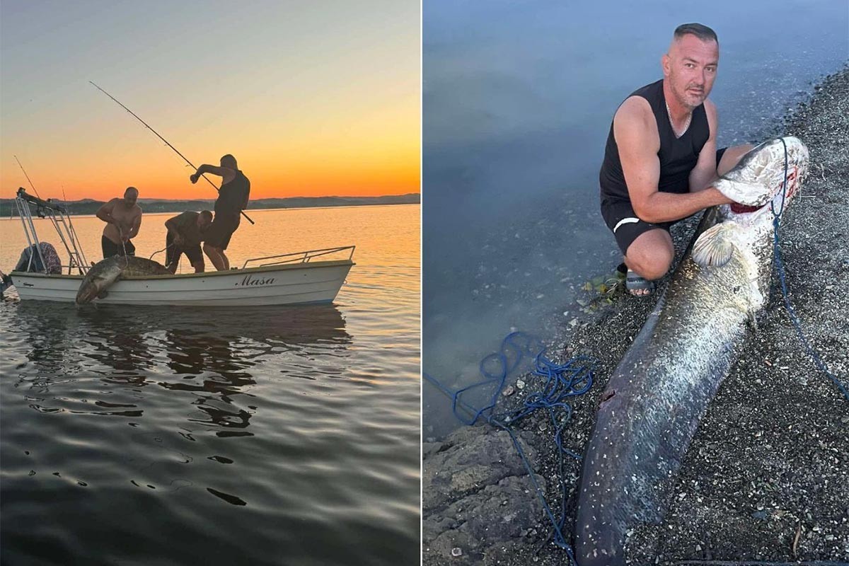 Kapitalni ulov na Modracu: Som od 72 kg izazvao oduševljenje ribolovca