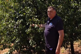 Dodik objavio snimak berbe: Šljiva simbol blagosti, ali i prkosa