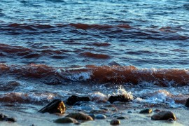 Na plaži u Hrvatskoj pronađena ešerihija koli