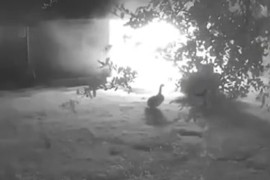 Guska spasila porodicu i postala heroj (VIDEO)