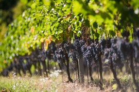 Berba grožđa u Srpskoj stiže ranije, vinogradari očekuju rekordni ...
