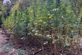 Policija pronašla plantažu kanabisa