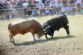 Na Manjači održana bodljavina bikova (FOTO)