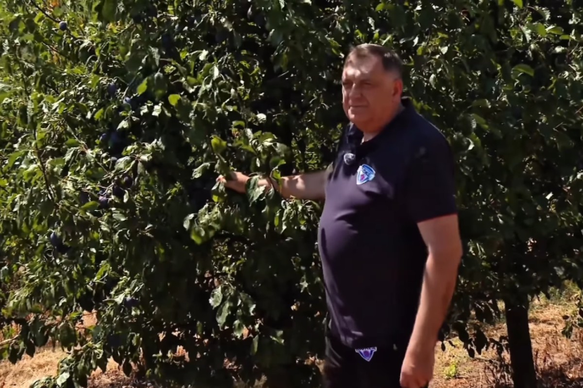 Dodik objavio snimak berbe: Šljiva simbol blagosti, ali i prkosa