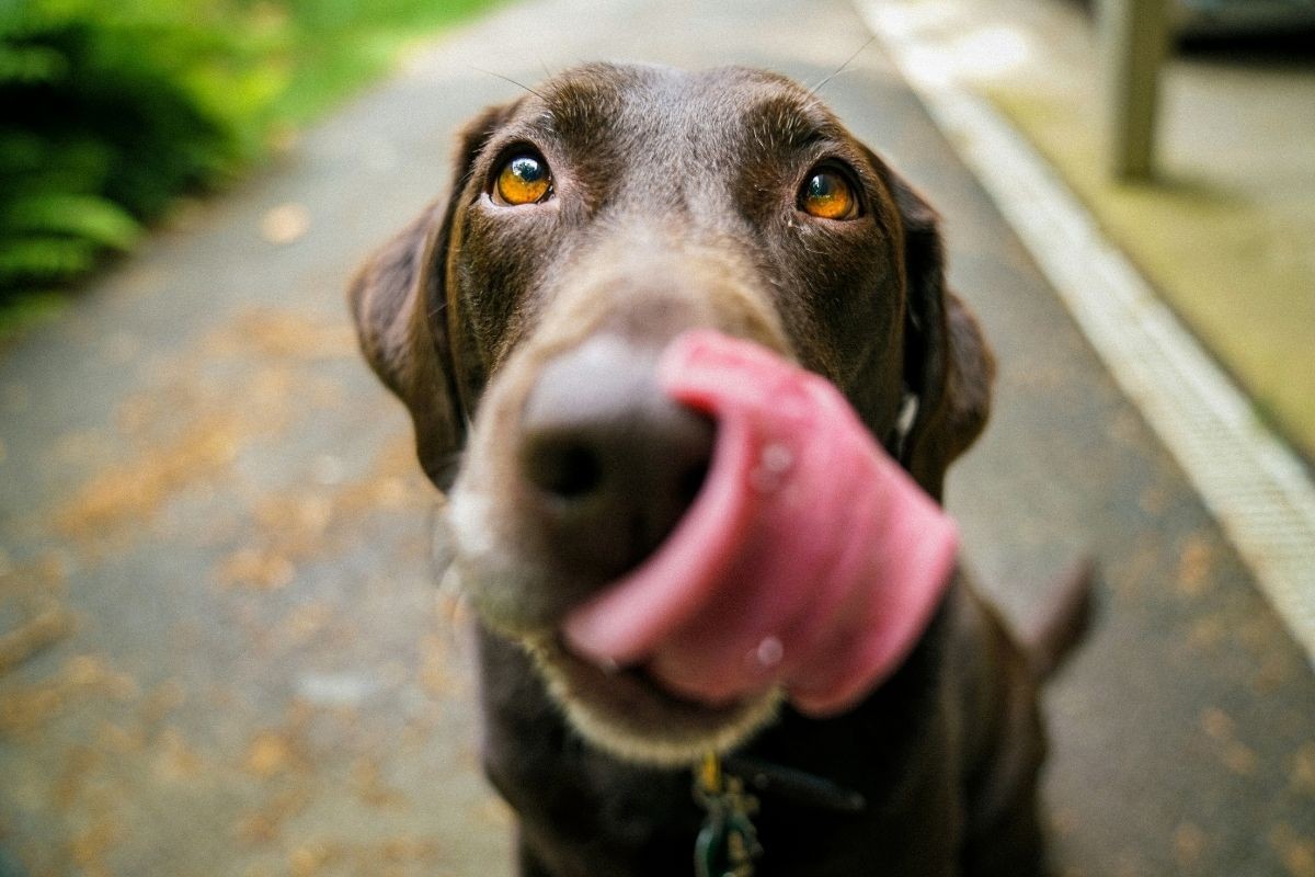 Pas povraća: Kada je riječ o bezazlenom problemu, a kada treba odmah veterinar?