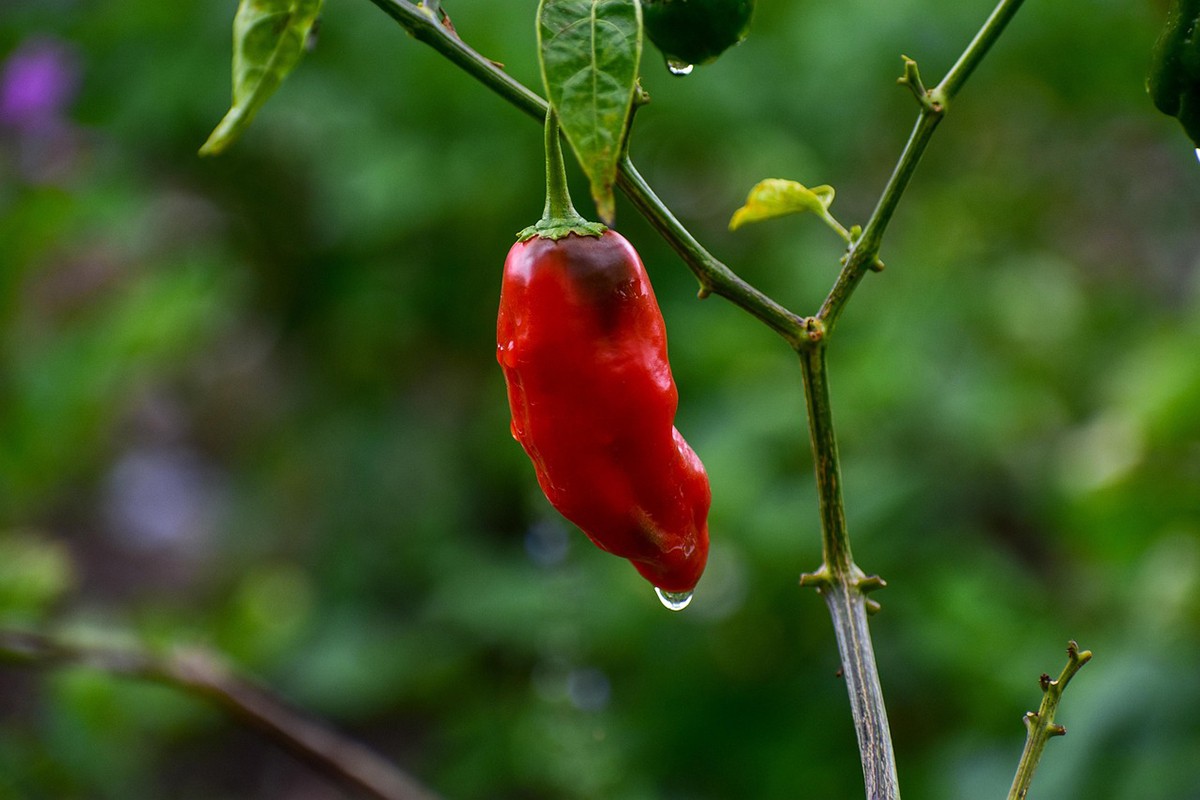 Paprika u ključnoj fazi razvoja: Kako očuvati prinos i kvalitet?