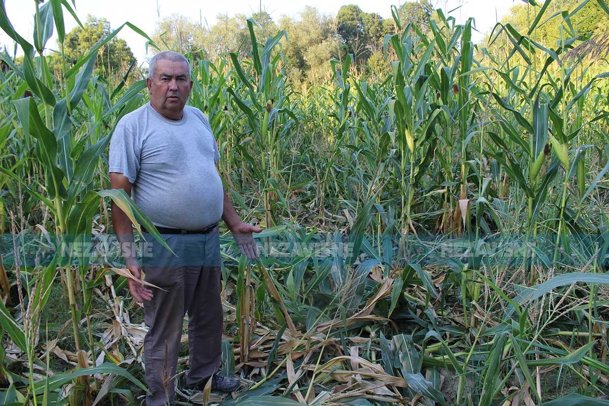 Divlje svinje iz komšiluka tamane kukuruz pored Save, mještani ne spavaju