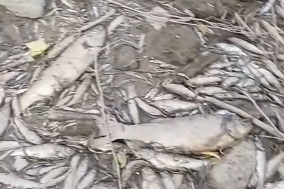 Alarmantni prizori kod Laktaša: Turjanica presušila, riba uginula (VIDEO)