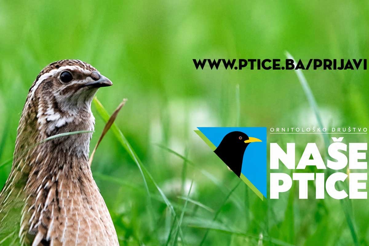 Pismo čitalaca: Stop krivolovu na prepelicu