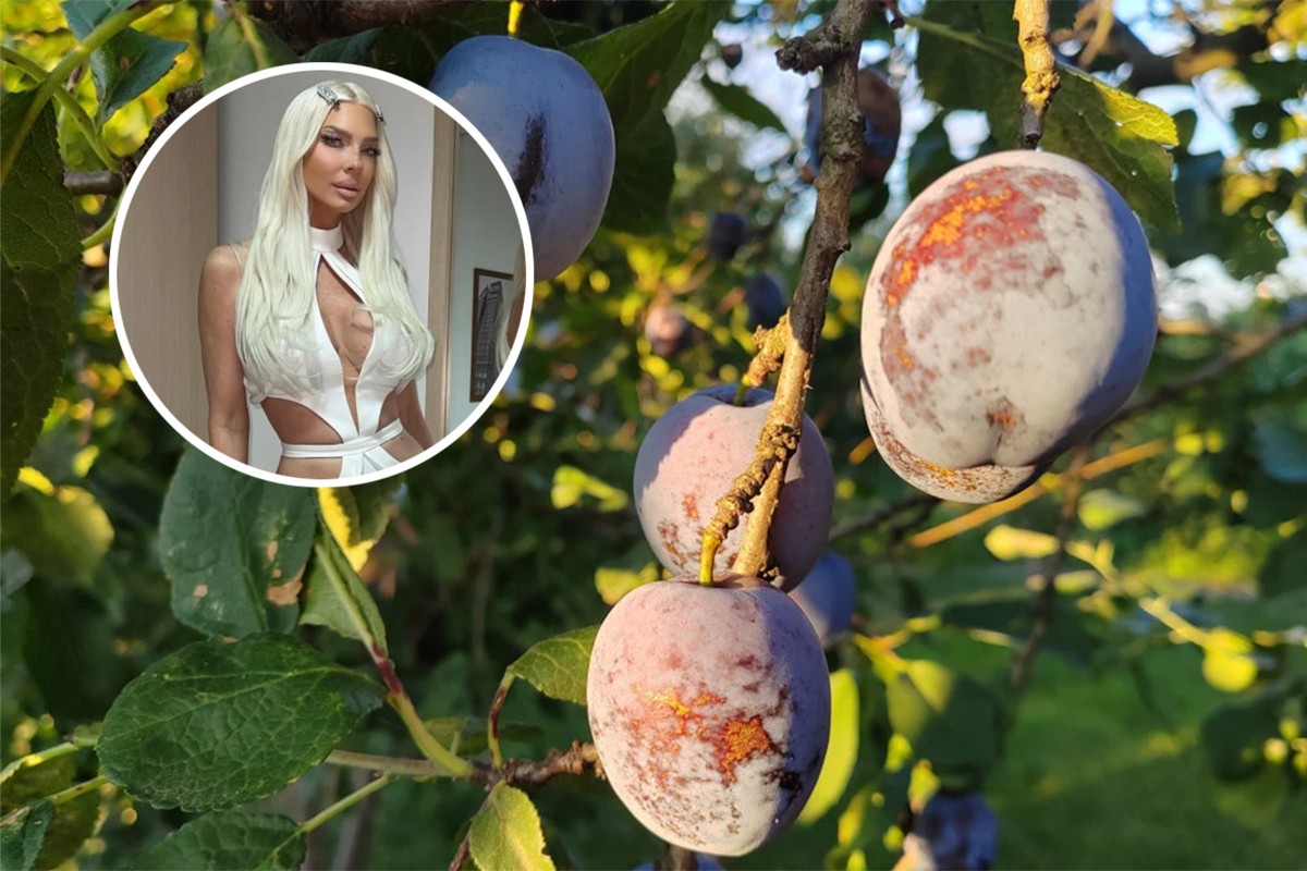 Jelena Karleuša nastupa na Danima šljive, voćarima nije do pjesme