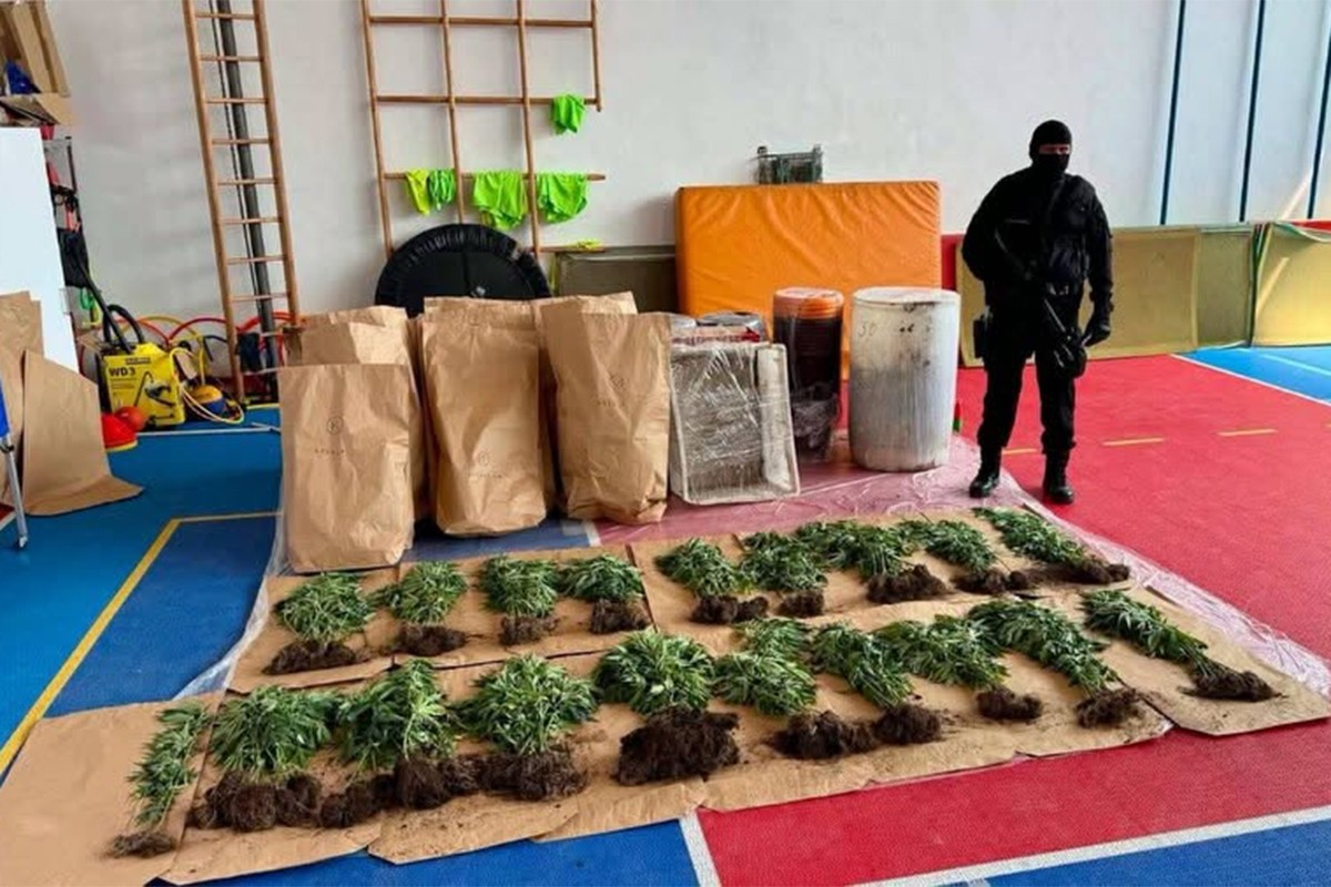 Hapšenje u Bijeljini: Pronađena plantaža sa 206 stabljika indijske konoplje