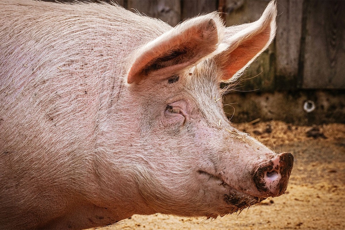 U Srbiji 36.101 svinja uginula zbog afričke kuge