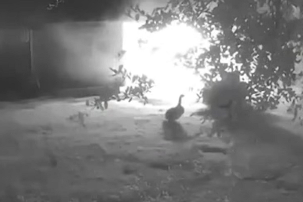 Guska spasila porodicu i postala heroj (VIDEO)