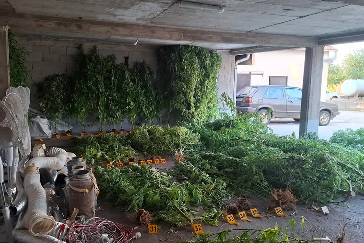 Hapšenje u Stocu: Otkriveni indijska konoplja i tri kilograma marihuane