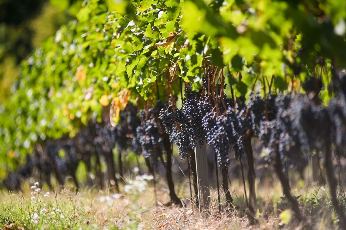 Berba grožđa u Srpskoj stiže ranije, vinogradari očekuju rekordni kvalitet