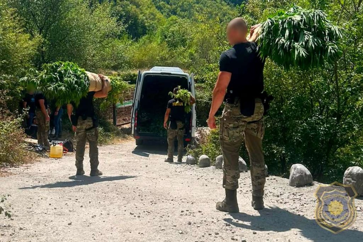 Na 12 plantaža u Drežnici pronađeno 1.679 stabljika Kanabisa
