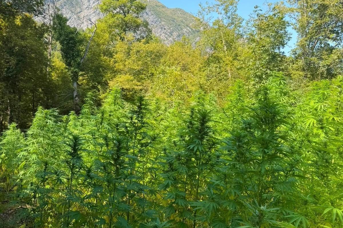 Dron snimio kako su izgledale plantaže droge u vrletima Hercegovine (VIDEO)