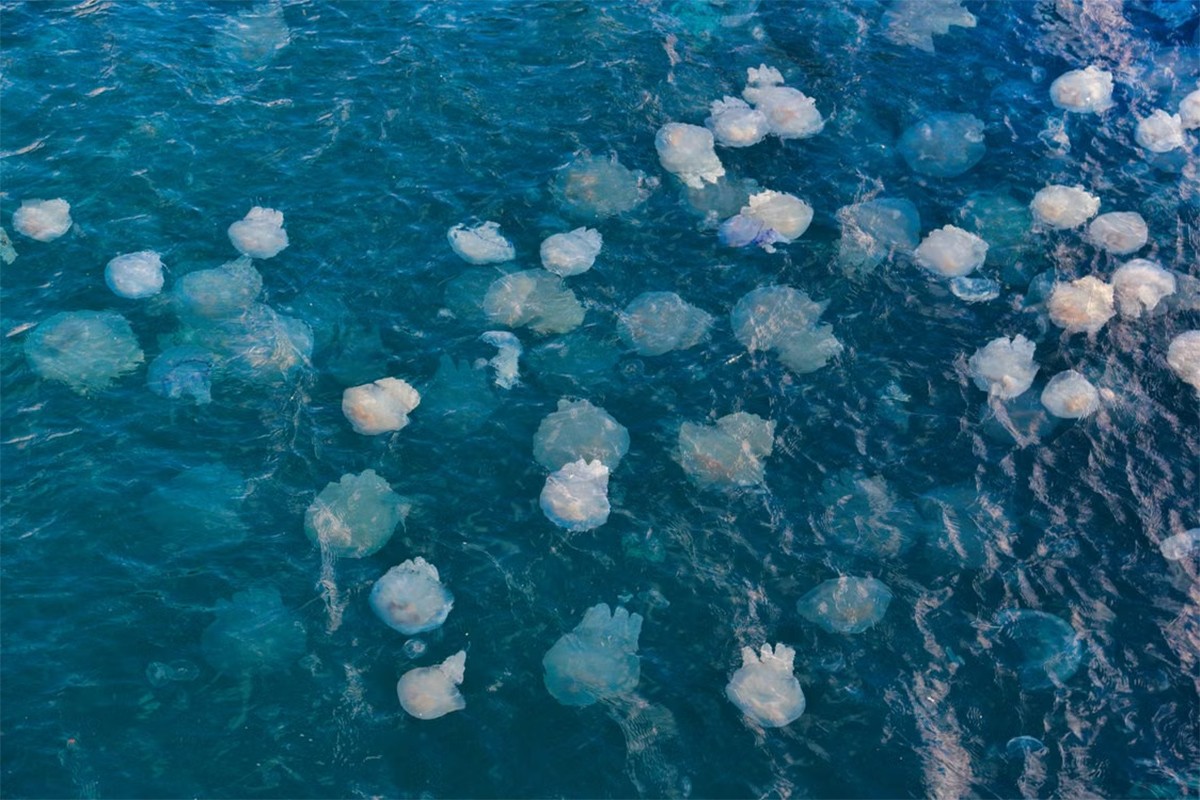Jadran preplavljen meduzama: Snimak iz Rovinja zapanjio turiste (VIDEO)