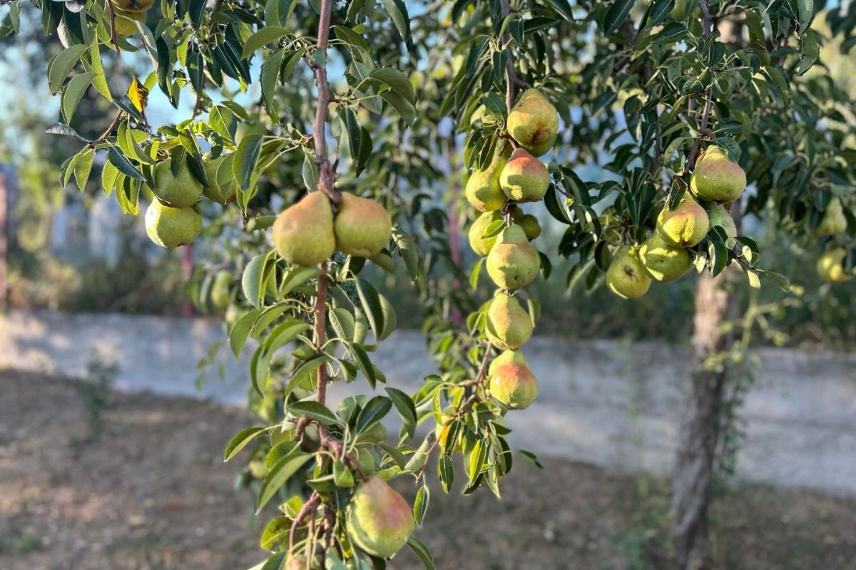 Male količine kiše koja je došla kasno neće pomoći usjevima