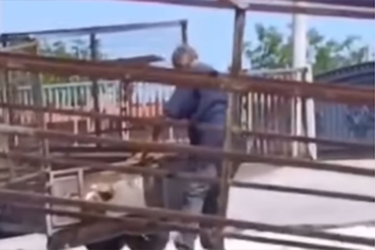 Uhapšen radnik pečenjare zbog ubistva pasa, meso na vještačenju: „Nije korišteno kučeće"
