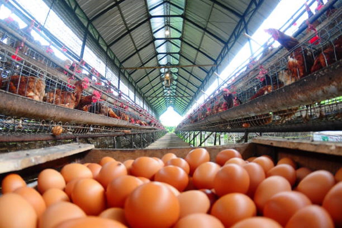 Od male farme do 2.800 koka: Kod nas se sve radi suprotno