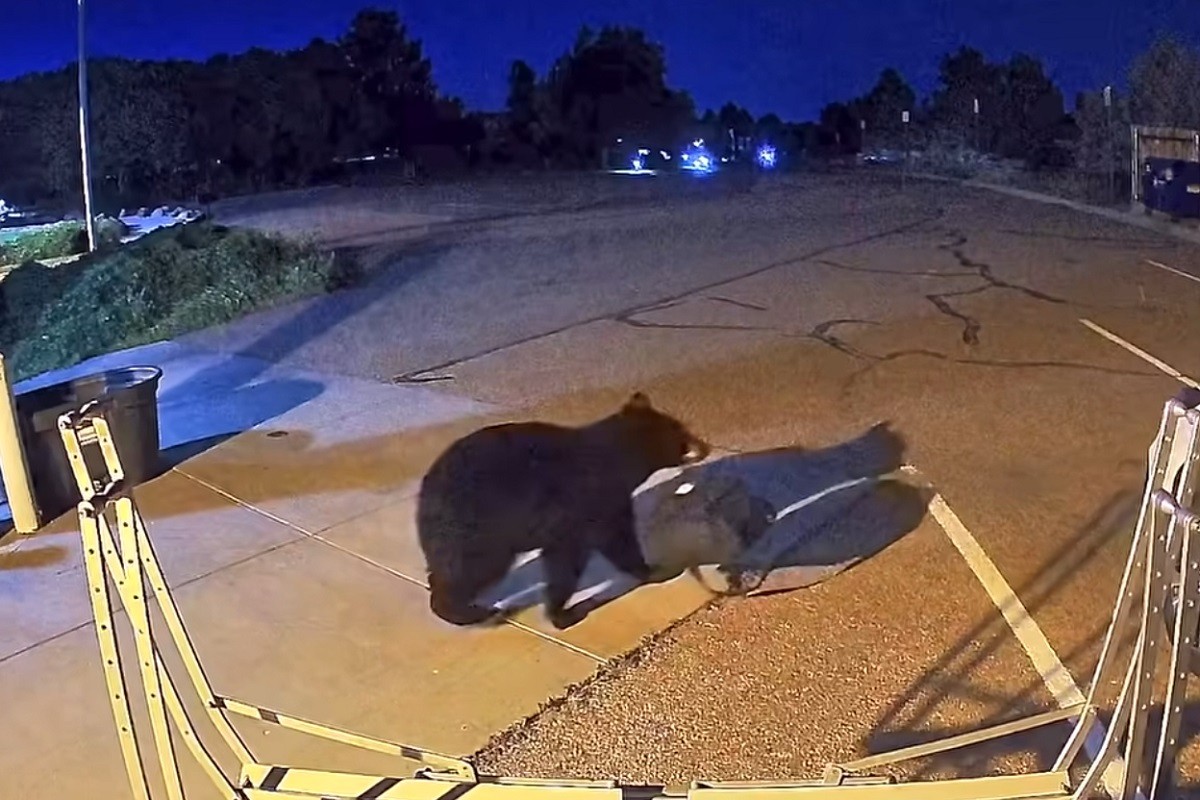 Medo bi da bude vatrogasac, a može i lopov (VIDEO)