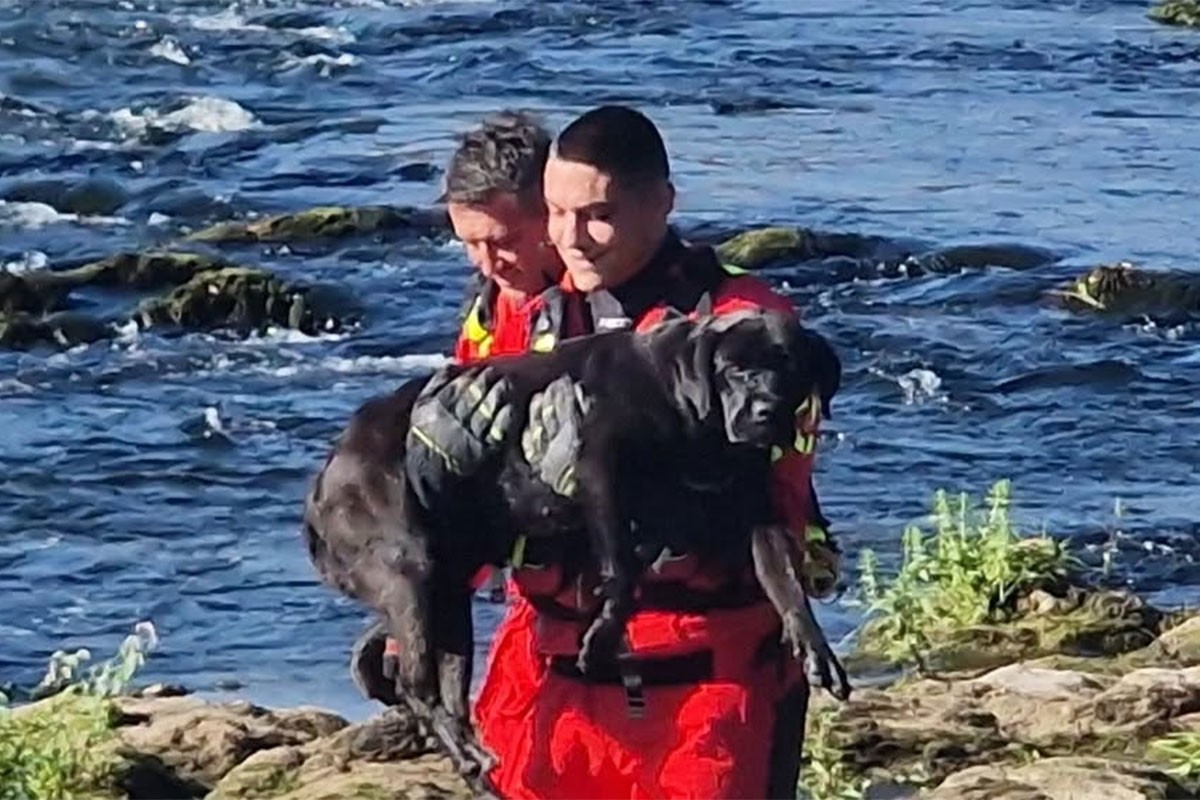 Pas dva dana bio na kamenu u Vrbasu: Spasili ga vatrogasci (FOTO, VIDEO)